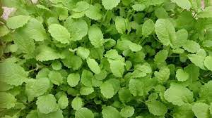 Stop planting during summer as they will not grow well. How To Grow Mouth Tingling Mustard Greens And Seeds