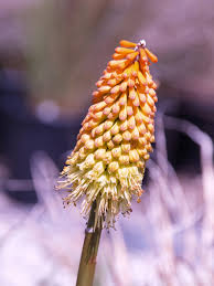 Image result for Uvaria schweinfurthii