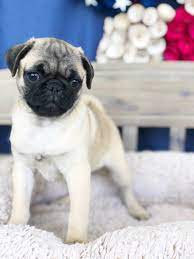 See more ideas about brindle pug, pug puppies, puppies. Pug For Sale In Lynchburg Va Local Pet Store Petopia
