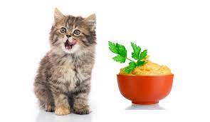 Can Cats Eat Mustard Or Should I Be Worried