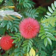 Image result for Calliandra haematocephala