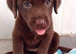 The rocky road candy bar is marshmallow that has been topped with cashews and covered in chocolate: The 92 Best Brown Dog Names For 2019 The Dog People By Rover Com