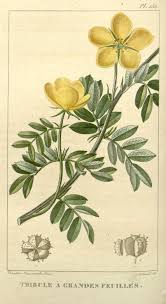 Image result for Tribulus terrestris