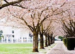 Trimming a tree helps to enhance its beauty and improve flower or fruit production. Where To See Cherry Blossoms In The Us The Complete List