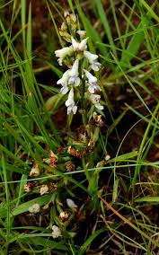 Image result for Disa aconitoides