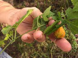 People eat the leaves of many plants on a regular basis. Lessons From A Florida Forager Edible Orlando