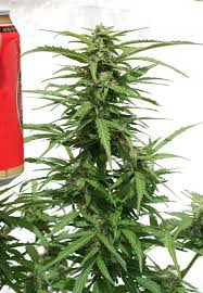 Northern lights auto outdoor grow. Northern Lights Outdoor Set The Mindset Of Your Outside Living Territories Warisan Lighting