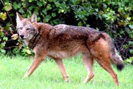 Almost Extinct Red Wolf Found In Florida Woman S Backyard Red Wolf Florida Woman Florida