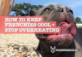 Bulldog air conditioning & heating, llc | homeadvisor prescreened air conditioning contractors, heating contractors in las vegas, nv. 15 Ways To Cool Down A French Bulldog Stop Overheating In Summer