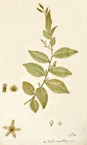 Image result for Opilia amentacea