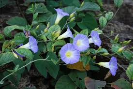 Image result for Merremia pterygocaulos