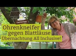 Ohrwurm Haus Bauen Mit Nutzlingen Blattlause Bekampfen Ohrenkneifer Ohrkriecher Dermaptera Youtube In 2020 Ohrenkneifer Ohrwurm Gartentipps
