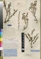 Image result for Aeschynomene mossoensis