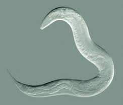 If you still are unable to identify your worm or lava, please send us a picture and we'll do our best to help you. Nematomorpha An Overview Sciencedirect Topics