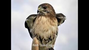 Maybe you would like to learn more about one of these? Red Tailed Hawk Call Youtube