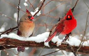 The Latest Boston Local And National News Beautiful Birds Birds Incredible Creatures