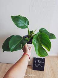 Check spelling or type a new query. Philodendron White Wizard I Pick You Plant Facebook