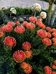 Image result for Leucospermum