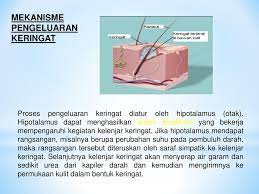 Maybe you would like to learn more about one of these? Sistem Ekskresi Ppt Download