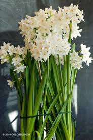 The Yellow Cape Cod Holiday Home Series Paperwhites Fragrant Flowers Flowers