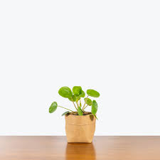 Image result for Pilea johnstonii