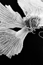 Abstract Black And White Macro Photography Items Similar To Garlic Macro Photography In Black And White Food Photography Still Life P Food Art Photography Macro Photography Fine Art Photography Print