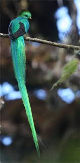 Big Blue Bird With Colorful Feathers Resplendent Quetzal Colorful Birds Beautiful Birds Pretty Birds