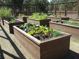 Plusieurs Carres Potager Sureleves Jardin Potager Sureleve Carre Potager Modele De Jardin