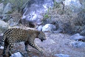 Jaguares de córdoba is a professional colombian football team based in montería, that plays in the categoría primera a. Northern Jaguar Project A Binational Effort To Save The Northernmost Jaguar Population Viva Los Jaguares