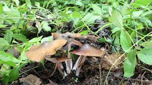 De color caf rojizo o caf amarillento, con tintes oscuros azulo sos o verdosos muy llamativos, liso y aceitoso. Uso Medicinal Legal De Hongos Neurotropicos Avanza En Norteamerica
