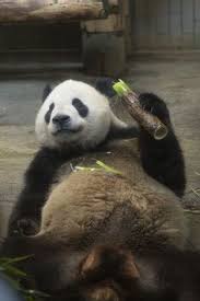 キリン 動物 サファリ 哺乳動物 野生動物. Panda ã®ã‚¢ã‚¤ãƒ‡ã‚¢ 73 ä»¶ ãƒ'ãƒ³ãƒ€ ãƒ'ãƒ³ãƒ€ ã‹ã‚ã„ã„ å‹•ç‰©