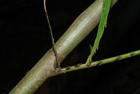 Image result for Eremospatha haullevilleana