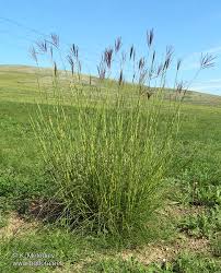 Image result for Ischaemum