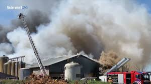 Jun 01, 2021 · bij een stalbrand in een agrarisch bedrijf in de limburgse gemeente nederweert zijn dinsdagmiddag 4.600 varkens omgekomen. 4600 Varkens Dood Door Stalbrand Nederweert Animals Today