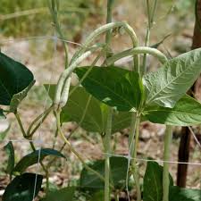 Image result for Vigna pygmaea