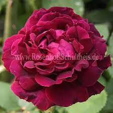 Once the most widely grown crimson roses; General Jacqueminot Rosen Online Kaufen Im Rosenhof Schultheis Rosen Online Kaufen Im Rosenhof Schultheis