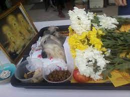 Pets in peace malaysia, semenyih. Pets In Peace Malaysia Pets Cremation Services
