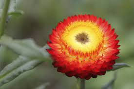 Pin On Blooming Flowers