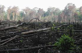 Umumnya kayu hasil penebangan liar akan kasus perusahaan membuang limbah industri di aliran sungai di tengah hutan sering kali terdengar. Kerusakan Hutan Di Indonesia Dan Tinjauan Hukumnya