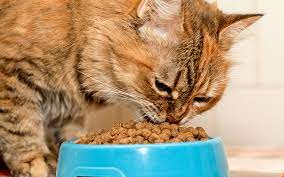 Helping Your Cat Make A Transition From Dry To Wet Food Hudson Veterinary