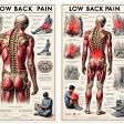 Low back pain product image