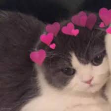 Pin Oleh Cheese It 1 Di Aa Gambar Kucing Lucu Anak Binatang Anak Kucing Lucu