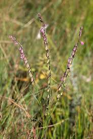 Image result for Polygala hottentotta