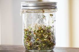 Thoroughly wash and sanitize your diy sprouting trays with vinegar. Sprouted Seeds To Eat In Winter Lynne Curry