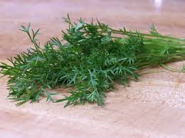Image result for Coriandrum sativum