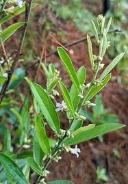 Image result for Helicteres