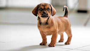 Professional dog & puppy training in scottsdale & phoenix arizona. 10 Tips That Make Dog Training Easier Puppy Leaks
