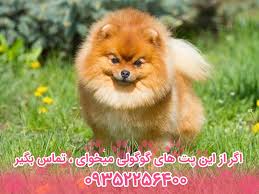 نژاد سگ پامرانین Pomeranian Dog – سایت پامرانین