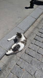 Unzile Aydin Adli Kullanicinin Resimlerim Panosundaki Pin Kedi Resim