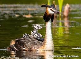 Kebanyakan peternak itik petelur sebelumnya menggunakan kepala udang atau pakan golden untuk mendapatkan telur dengan kuning telur warna merah (orange). Itik Hitam Nama Dan 5 Jenis Mana Yang Lebih Baik Untuk Dipilih Dan Cara Menyimpannya